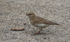 Calandrella acutirostris