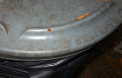 Coleoptera