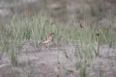 Calandrella acutirostris