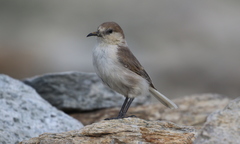 Pseudopodoces humilis