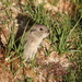 Blyth's Vole - Photo (c) Manuel Ruedi, some rights reserved (CC BY-NC), uploaded by Manuel Ruedi