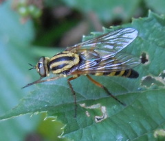 Thereva aurata