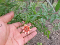 Punica protopunica