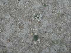 Ptilotrichum canescens