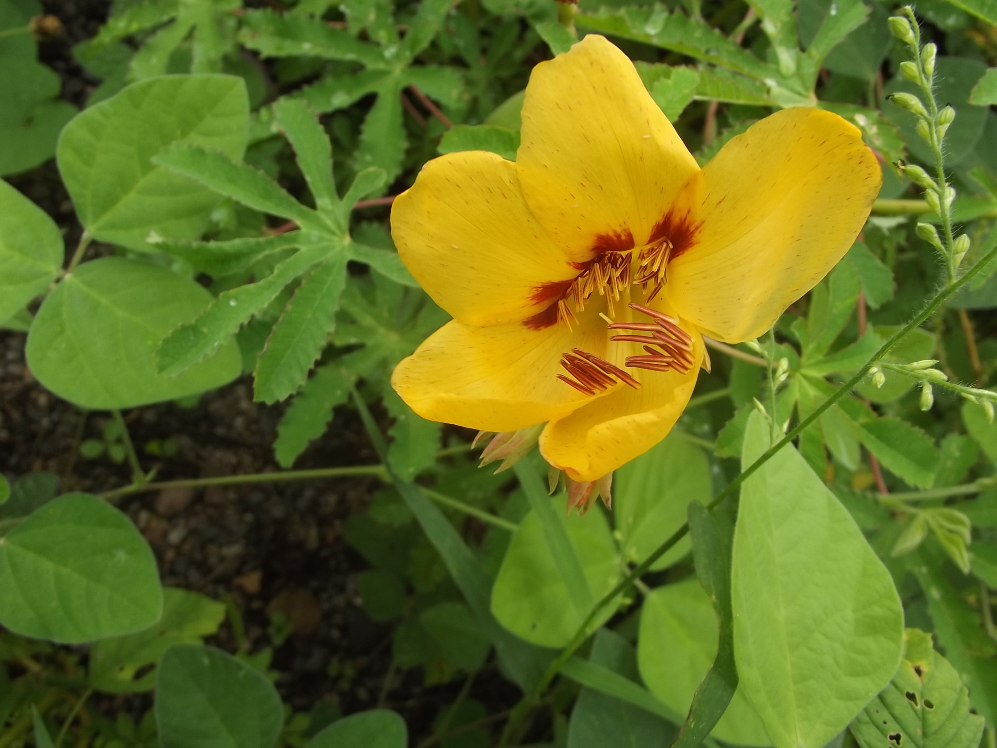Amoreuxia palmatifida