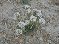 Ptilotrichum canescens