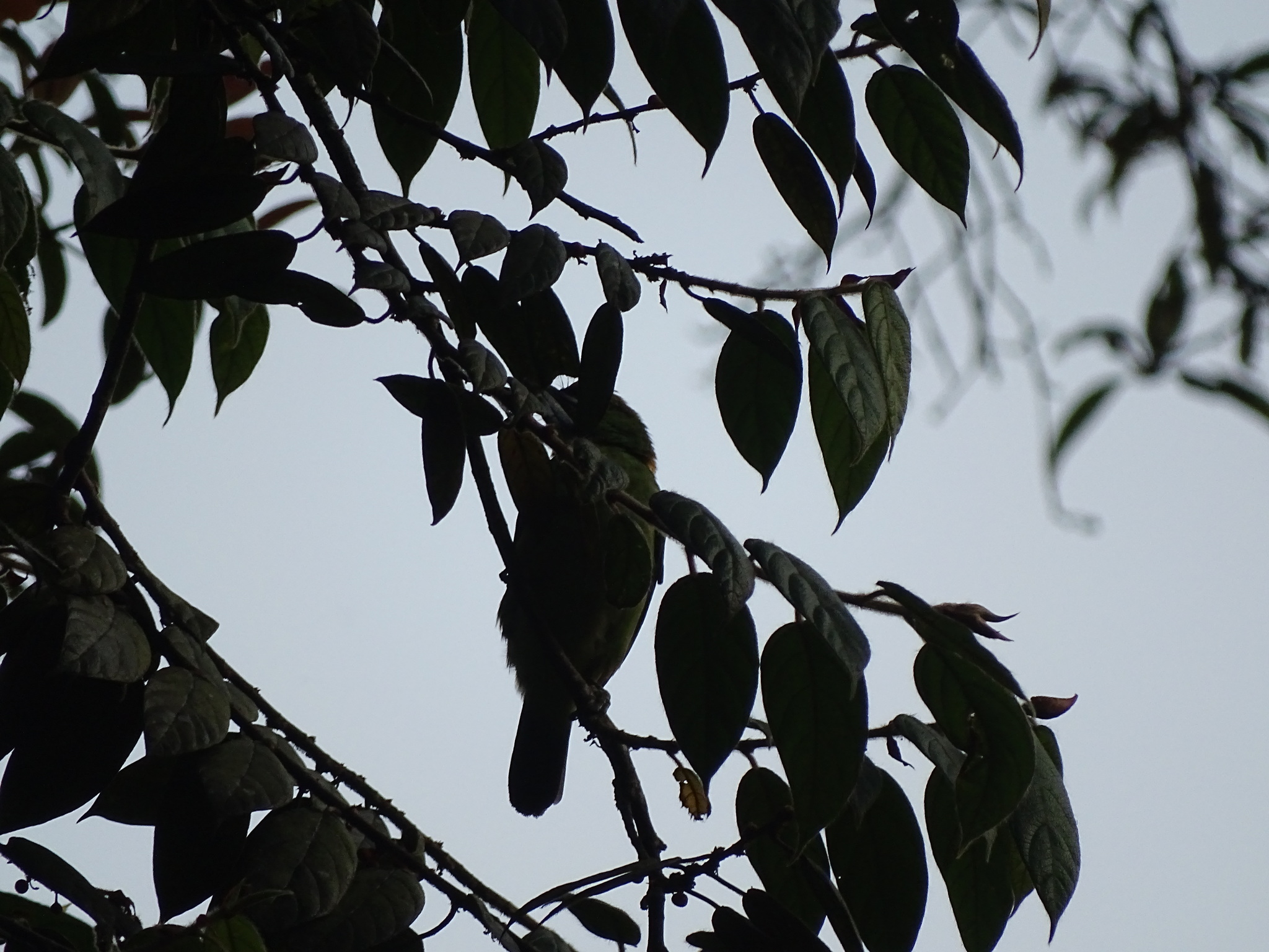 Flame-fronted Barbet illustration