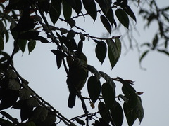 Psilopogon armillaris