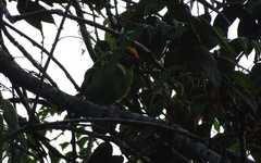 Psilopogon armillaris