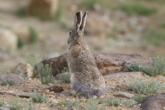 Lepus oiostolus