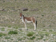 Equus kiang