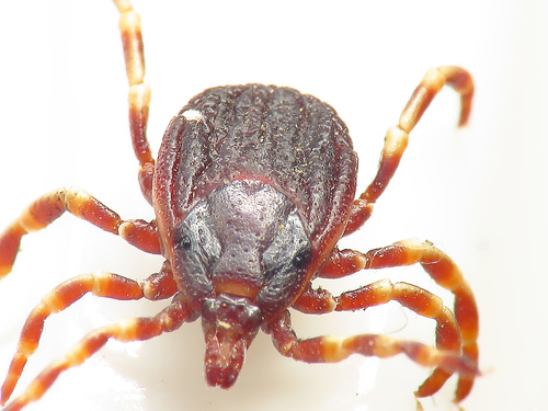 Representative image of Hyalomma