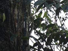 Psilopogon armillaris