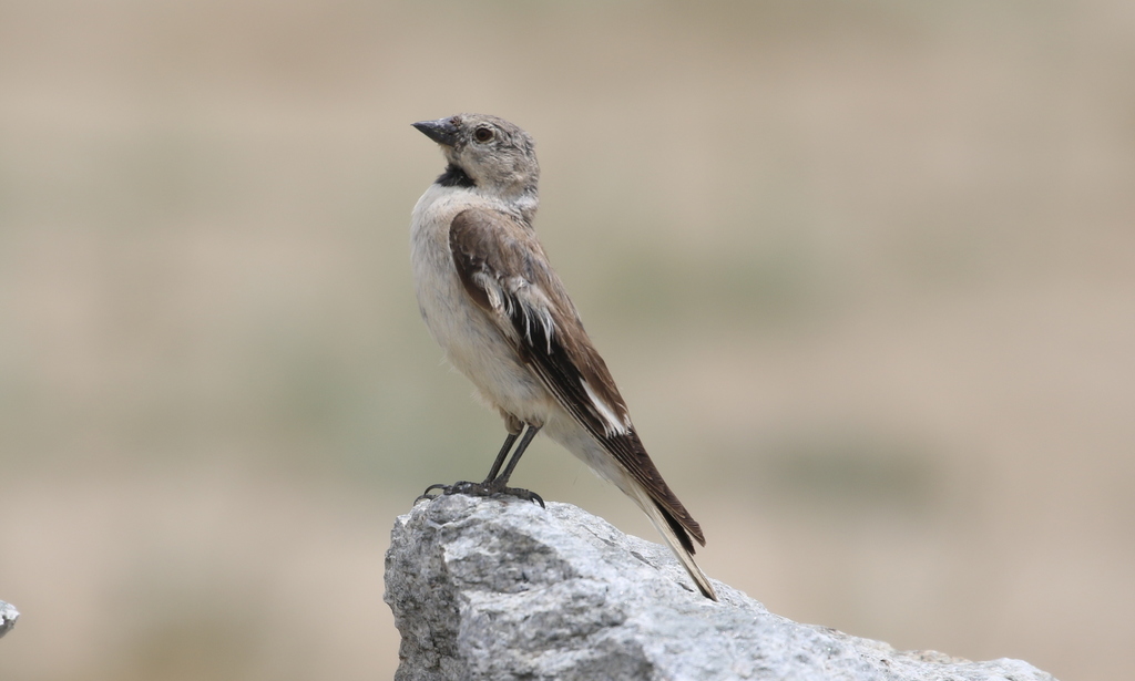 Black-winged Snowfinch photo