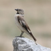 Black-winged Snowfinch - Photo (c) Manuel Ruedi, some rights reserved (CC BY-NC), uploaded by Manuel Ruedi