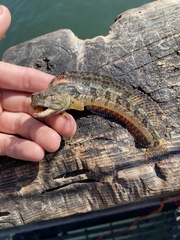 Neoclinus uninotatus