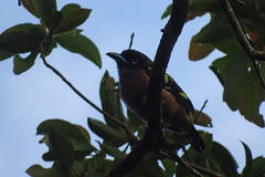 Eurylaimus javanicus javanicus