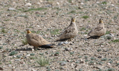 Syrrhaptes tibetanus