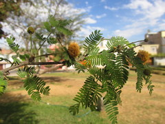Vachellia macracantha