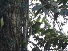 Psilopogon armillaris