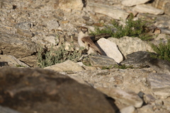 Pseudopodoces humilis