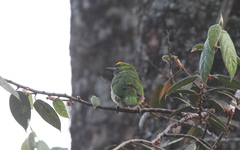 Psilopogon armillaris