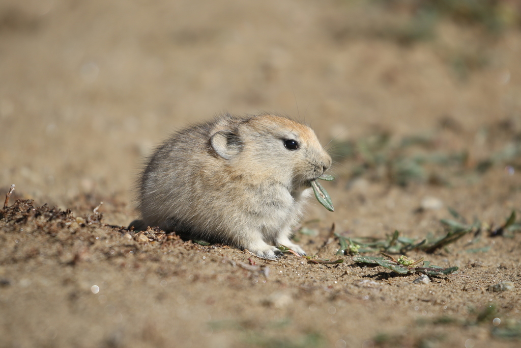 Ladak Pika