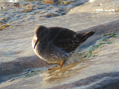 Calidris maritima