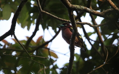 Eurylaimus javanicus javanicus