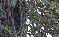 Psilopogon armillaris