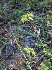 Cenchrus gracillimus