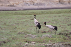 Grus nigricollis