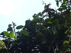 Psilopogon armillaris