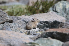 Ochotona macrotis