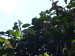 Psilopogon armillaris