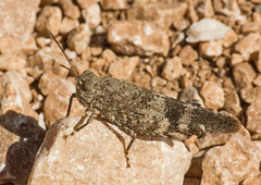 Oedipoda fuscocincta