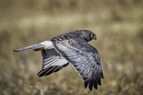 Northern Harrier, photo 5 of 8