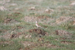 Melanocorypha maxima