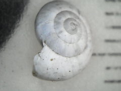 Helicopsis filimargo