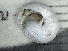 Helicopsis filimargo