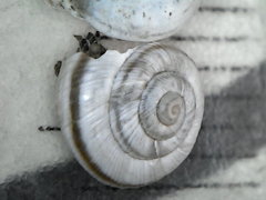 Helicopsis filimargo