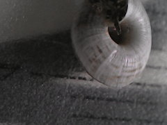 Helicopsis filimargo