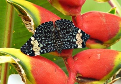 Hamadryas amphinome amphinome