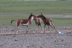 Equus kiang