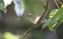 Phylloscopus grammiceps