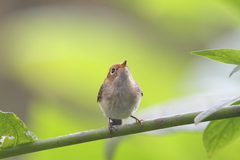 Phylloscopus grammiceps