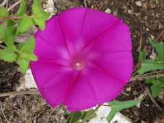 Ipomoea elongata