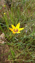 Pauridia canaliculata