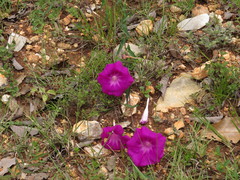 Ipomoea elongata