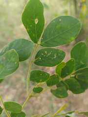 Pseudosamanea guachapele